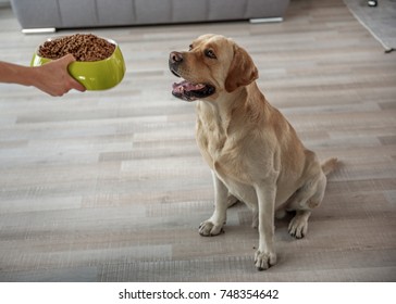 Dog Barks Inside Golden Retriever Dog Barks Inside Golden Retriever