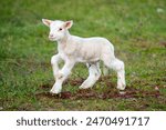 a cheerful lamb runs through a green meadow cheerful lamb runs through a green meadow