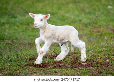 a cheerful lamb runs through a green meadow cheerful lamb runs through a green meadow - Powered by Shutterstock