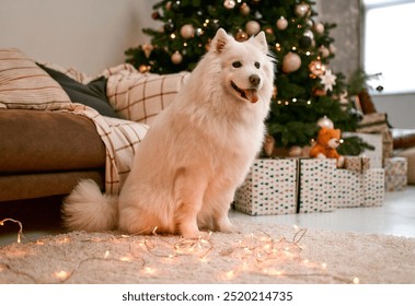 A cheerful and lively white Samoyed dog is happily sitting in a cozy living room that is beautifully adorned with delightful Christmas decorations and sparkling lights, exuding warmth and joy - Powered by Shutterstock