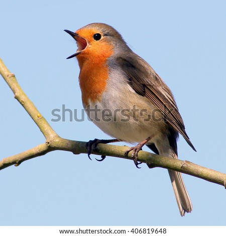 Cheerful male European Robin (Erithacus rubecula) in song during spring.
