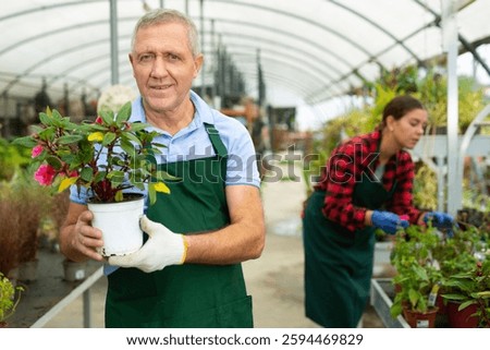 Cheerful middle-aged man, botanist checking the leaves while holding pot with Guineana in the greenhouse