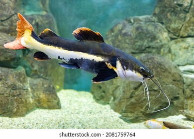 Cheerful Multicolored Fish Under The Supervision Of A Person. Helping Wild Animals. The Redtail Catfish, Phractocephalus Hemioliopterus, Is A Pimelodid (long-whiskered) Catfish. The Close-up.