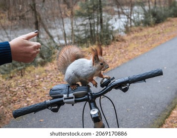 funny squirrel pictures with guns