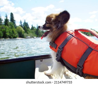   cheerful papillon dog in life jacket rides in canoe                     