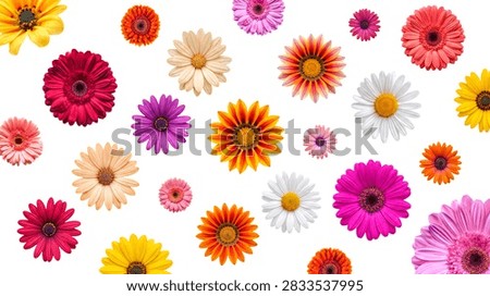 An cheerful pattern featuring a diverse array of colorful daisy-like blooms in shades of pink, yellow, orange, and purple.