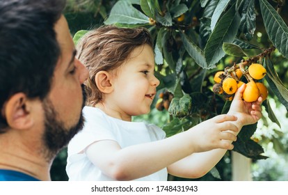 Cheerful Positive Boy Enjoying Spring Family Activity Picking Orange Fruit From The Tree During U-pick Season At The Farm. Selective Focus.