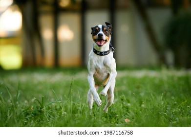 Un animado perro andaluz Ratonero Bodeguero salta en un parque de fondo borroso