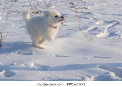 Cheerful Samoyed Puppy Running Through A Snowy Field