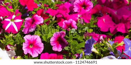 Cheerful  single cerise pink flowers of  annual  petunias family Solanaceae blooming in a massed garden bed in early  summer are colorful and decorative for many months.