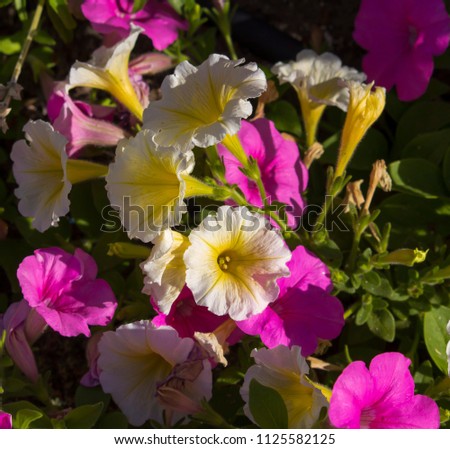Cheerful  single pink and yellow  flowers of  annual  petunias family Solanaceae blooming in a massed garden bed in early   summer are colorful and decorative for many months.