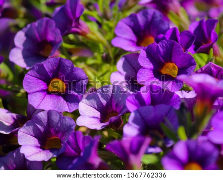 Cheerful  single purple and  mauve flowers of  annual  petunias family Solanaceae blooming in a massed garden bed in late   summer are colorful and decorative for many months.
