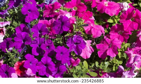 Cheerful  single purple and   pink flowers of  annual  petunias family Solanaceae blooming in a massed garden bed in early   summer are colorful and decorative for many months.