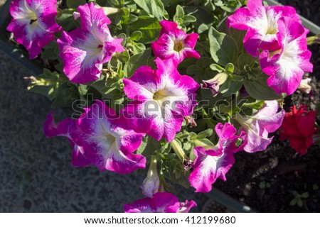 Cheerful  single  ruffled picotee pink and white  flowers of  annual  petunias family Solanaceae blooming in a massed garden bed in early   summer are colorful and decorative for many months.