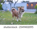 A cheerful small long haired chihuahua dog is standing on the grass, looking excited and happy in a peaceful outdoor area.