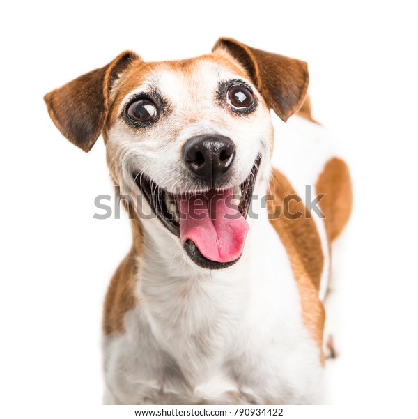 Cheerful Smiling Happy Dog Jack Russell Stock Photo (Edit Now) 790934422