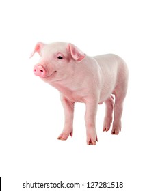 Cheerful Smiling Pig. Isolated On White Background.