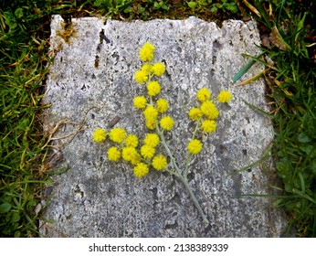cheerful sprig of flowering mimosa in the countryside - Shutterstock ID 2138389339