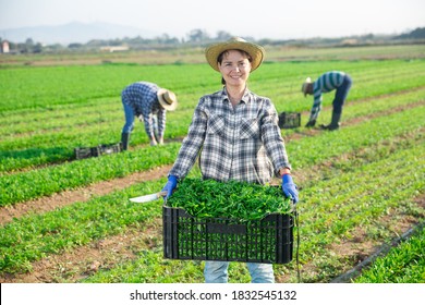 Cheerful young adult woman farmer carrying crate with picked arugula on field, proud of good quality of harvest
