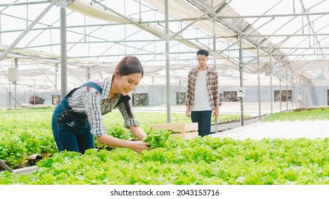 Cheerful Young Asia Couple Farmer Harvesting Green Oak From Hydroponics Vegetable Farm In Greenhouse Garden In Morning. Agriculture Organic For Health, Vegan Food, Small Business Concept.