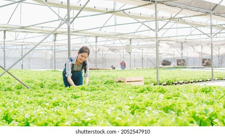 Cheerful Young Attractive Asia Lady Farmer Harvesting Green Oak From Hydroponics Vegetable Farm In Greenhouse Garden In The Morning. Agriculture Organic For Health, Vegan Food, Small Business Concept.