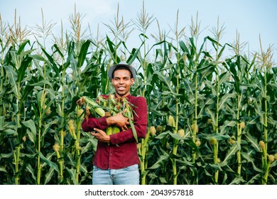 Cheerful Young Black Farmer Man Looking At Camera And Gathering Corn On Field. Harvest Maize. Corn Grain. Natural Food. Maize On The Farmers Farm After Harvest.