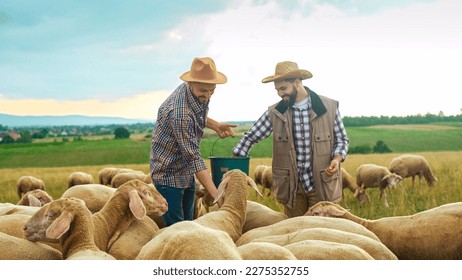 Cheerful young Caucasian handsome males shepherds in hats smiling and feeding sheep in field. Outdoors. Workday of farmers at animals countryside farm. Men friends feed livestock. - Powered by Shutterstock