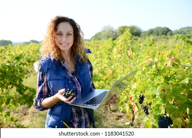 Cheerful Young Woman Agriculture Engineer With A Laptop Computer In Vineyard