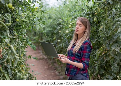 Cheerful young woman agriculture engineer with a laptop computer in Tomato greenhouse. Modern technology application in agricultural growing activity. Natural lighting.