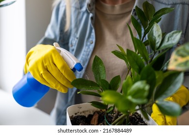cheerful young woman florist spraying water on houseplants in flowerpot by sprayer. Happy female gardener sprinkling green leaves of house flowers using spray bottle.