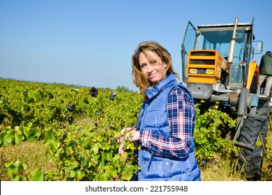 cheerful young woman harvesting grapes in vineyard during wine harvest season in autumn 