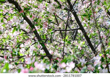 Cheery Blossoms blooming during the spring. 