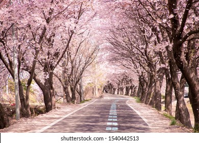 Cheery Blossoms Road Of Spring