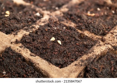 Cheery Tomato Seeds In Plant Starter Pot Tray With Soil, Close Up. Dwarf Bush Tomato Seeds 