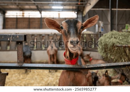 Cheese making process on goat farm, Rocamadour soft goat AOC cheese with soft rind produced on farm in Perigord and Quercy departement Lot, France, farm visit