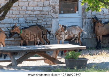 Cheese making process on goat farm, Rocamadour soft goat AOC cheese produced on farm in Perigord and Quercy departement Lot, France, farm visit, goats walking outdoor in shadow