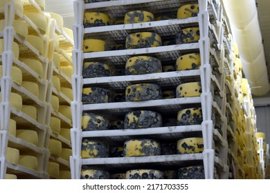 Cheese Production, Cheese Ripening Process.