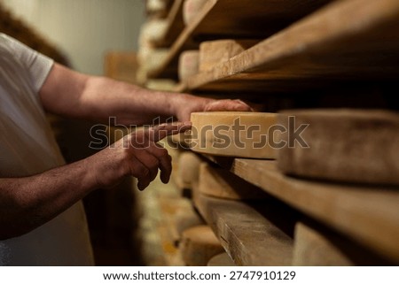 A cheesemaker inspects a wheel of cheese in an aging cellar, showcasing traditional Italian craftsmanship. The shelves are lined with various cheese wheels, highlighting the expertise involved in dairy production and affineur processes. The ambient lighting emphasizes the texture and surface of the cheeses, indicating careful aging. The individual, wearing a white shirt, is focused on the quality and maturity of the product, embodying a deep knowledge of cheese maturation techniques. The wooden shelving contributes to the authentic aging environment.