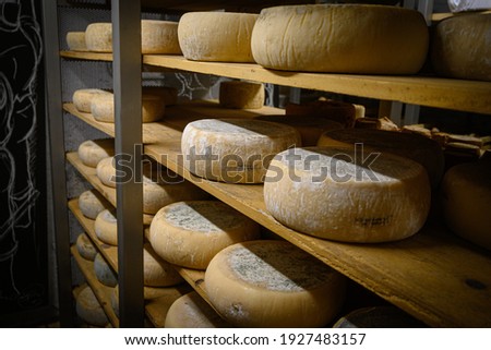 cheeses maturing in a dark and damp cellar