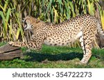 Cheetah