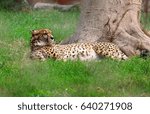 Cheetah