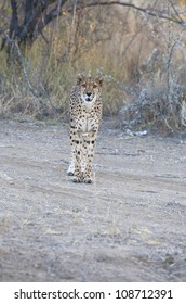 Cheetah