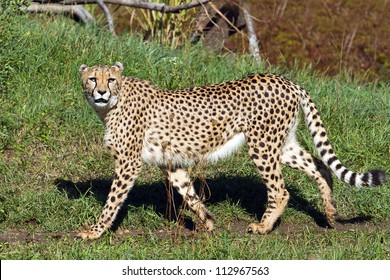 Cheetah