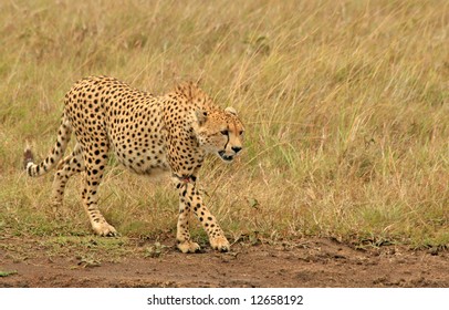 cheetah