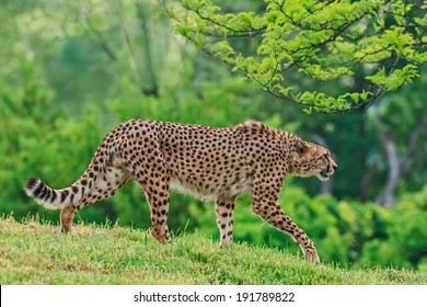 9,539 Cheetah eye Images, Stock Photos & Vectors | Shutterstock