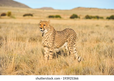 Cheetah