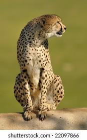Cheetah