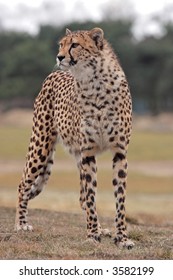 Cheetah