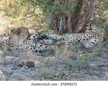 Cheetah. - Shutterstock ID 370098272