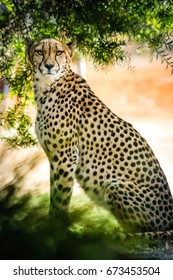 Cheetah
